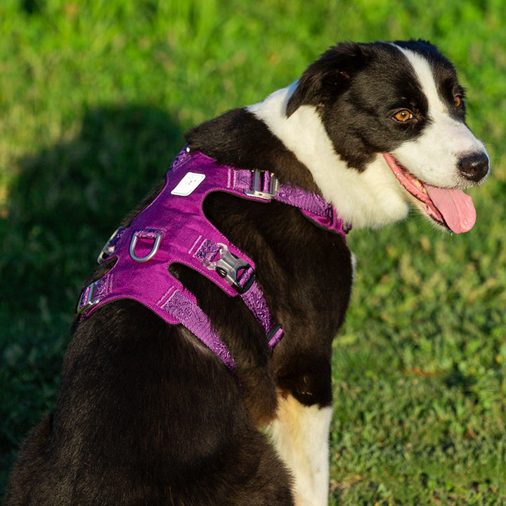 whinhyepet-harness-purple-xl www.mallsonline.com.au