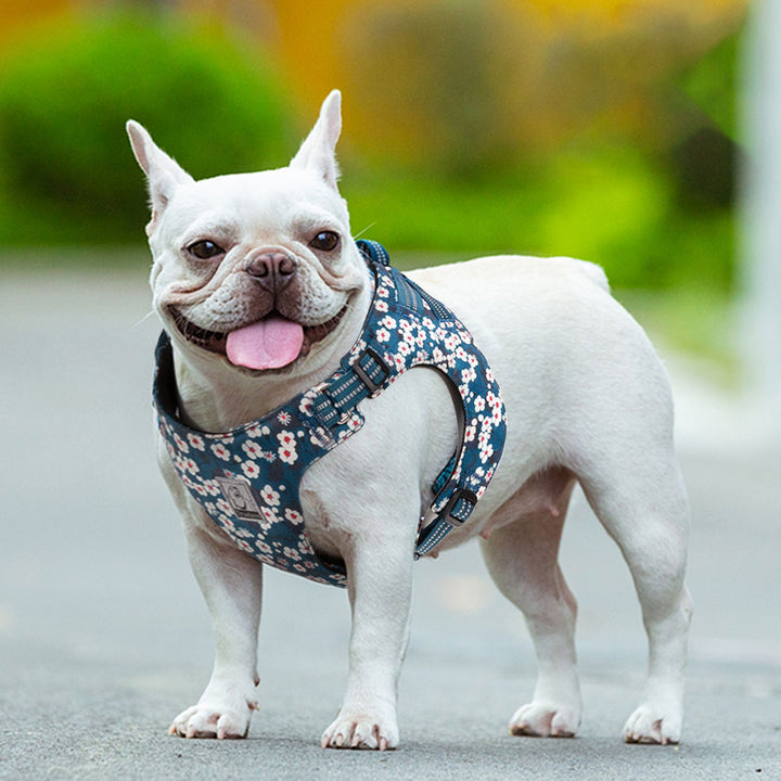 floral-doggy-harness-saxony-blue-3xs www.mallsonline.com.au