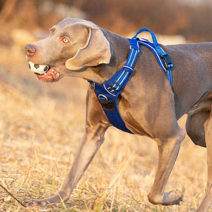 no-pull-harness-royal-blue-s www.mallsonline.com.au