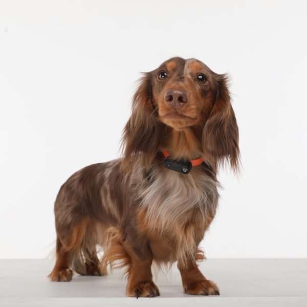 tickless-mini-electronic-tick-repeller-for-cats-and-small-dogs www.mallsonline.com.au
