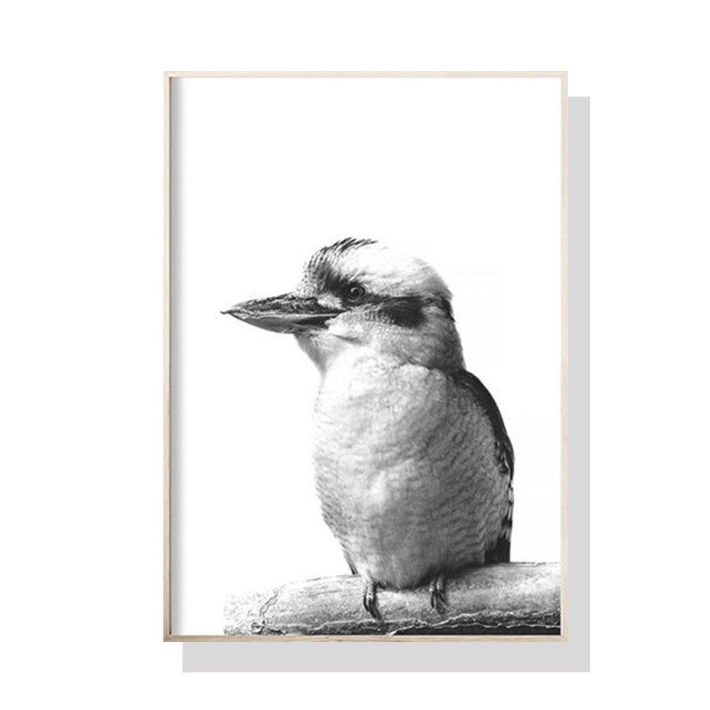 50cmx70cm-kookaburra-black-frame-canvas-wall-art www.mallsonline.com.au
