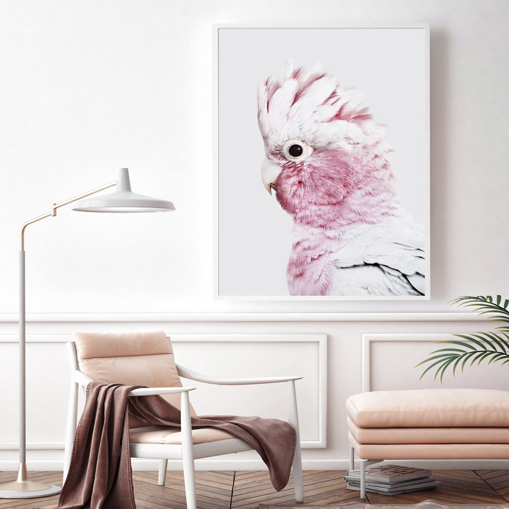 50cmx70cm-pink-galah-white-frame-canvas-wall-art www.mallsonline.com.au