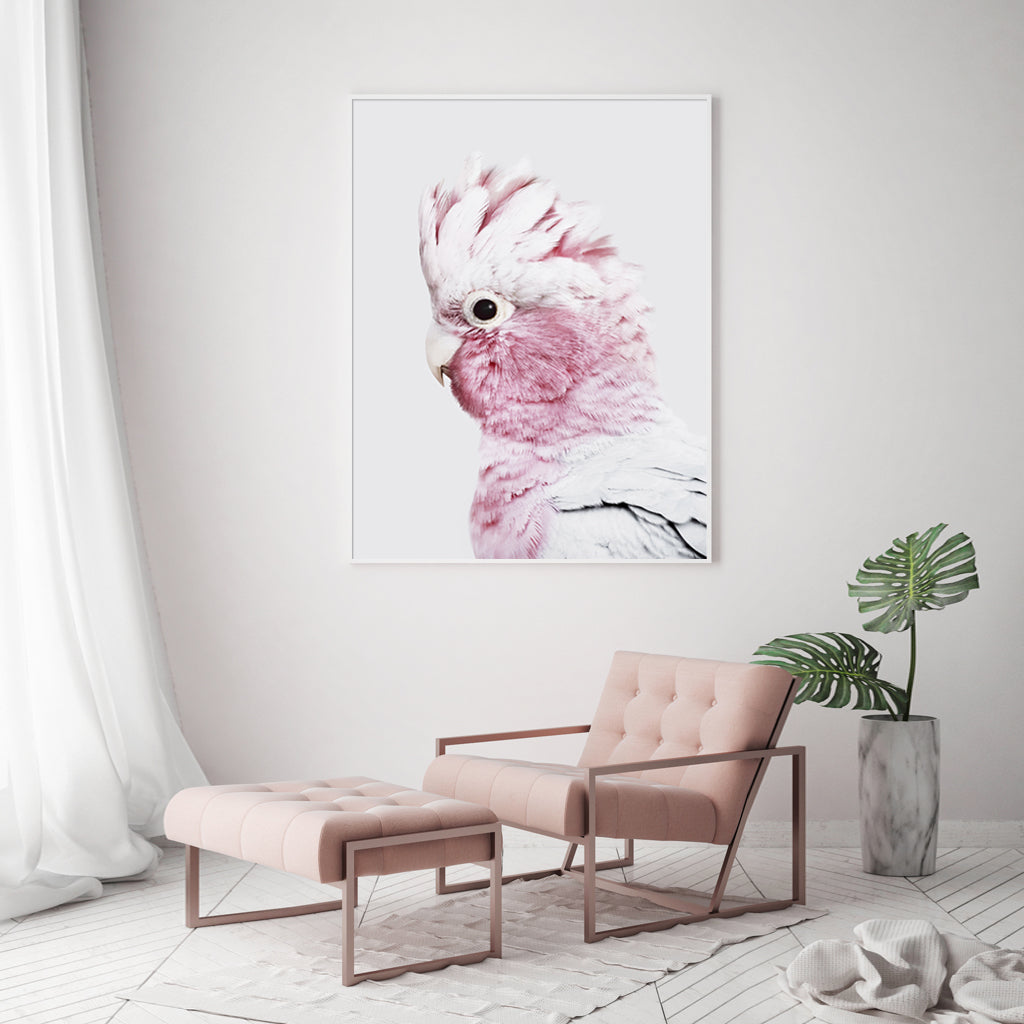 50cmx70cm-pink-galah-white-frame-canvas-wall-art www.mallsonline.com.au