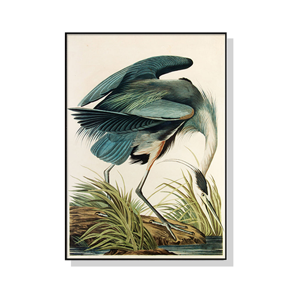 50cmx70cm-great-blue-heron-by-john-james-audubon-black-frame-canvas-wall-art www.mallsonline.com.au