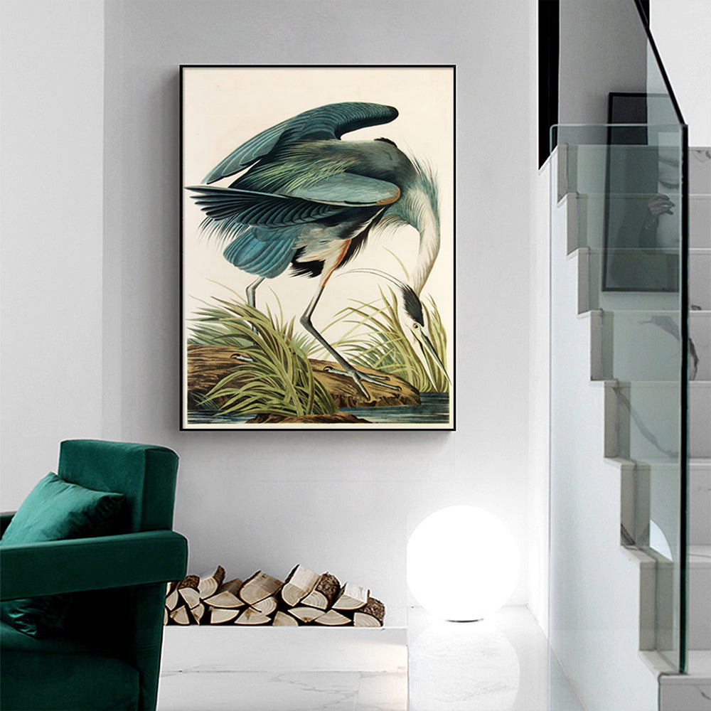 50cmx70cm-great-blue-heron-by-john-james-audubon-black-frame-canvas-wall-art www.mallsonline.com.au