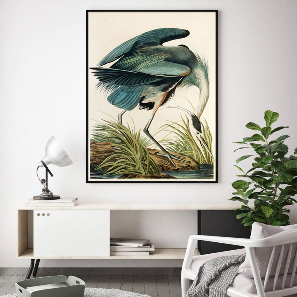 50cmx70cm-great-blue-heron-by-john-james-audubon-black-frame-canvas-wall-art www.mallsonline.com.au