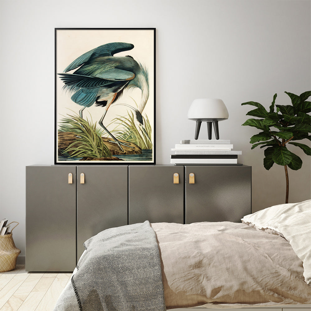50cmx70cm-great-blue-heron-by-john-james-audubon-black-frame-canvas-wall-art www.mallsonline.com.au