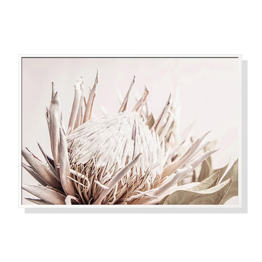 50cmx70cm-pure-protea-ii-white-frame-canvas-wall-art www.mallsonline.com.au