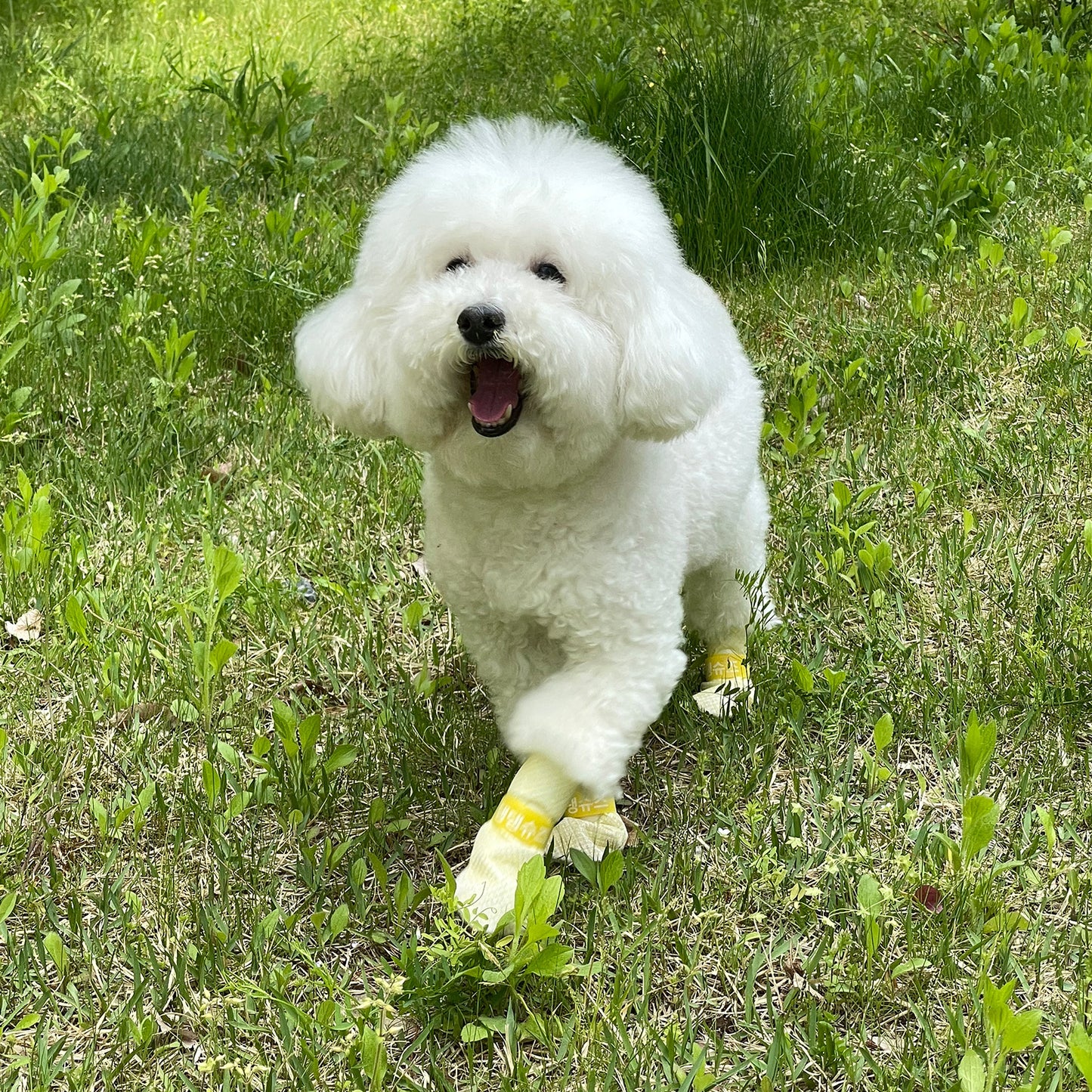 daeng-daeng-shoes-28pc-s-yellow-dog-shoes-waterproof-disposable-boots-anti-slip-socks www.mallsonline.com.au