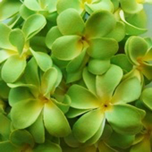 1-set-of-20-led-green-frangipani-flower-battery-string-lights-christmas-gift-home-wedding-party-decoration-outdoor-table-garland-wreath at www.mallsonline.com.au