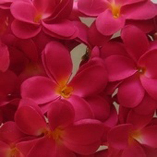 1-set-of-20-led-deep-red-frangipani-flower-battery-string-lights-christmas-gift-home-wedding-party-decoration-outdoor-table-garland-wreath www.mallsonline.com.au