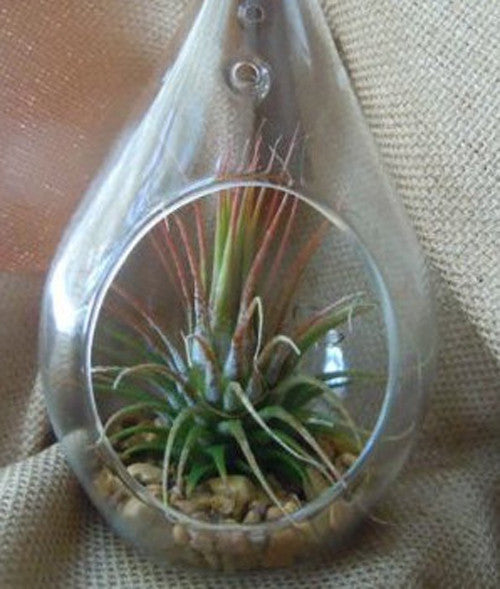 4-pack-of-hanging-clear-glass-tealight-candle-holder-tear-drop-pear-shape-12cm-high-terrarium-plant-mini-garden-holder-decor www.mallsonline.com.au