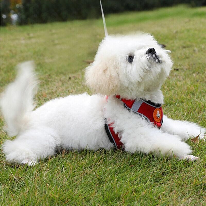 Dog Harness Cat Lead Puppy Leash Vest Mesh Breathe Adjustable Braces Small Pet Orange - L
