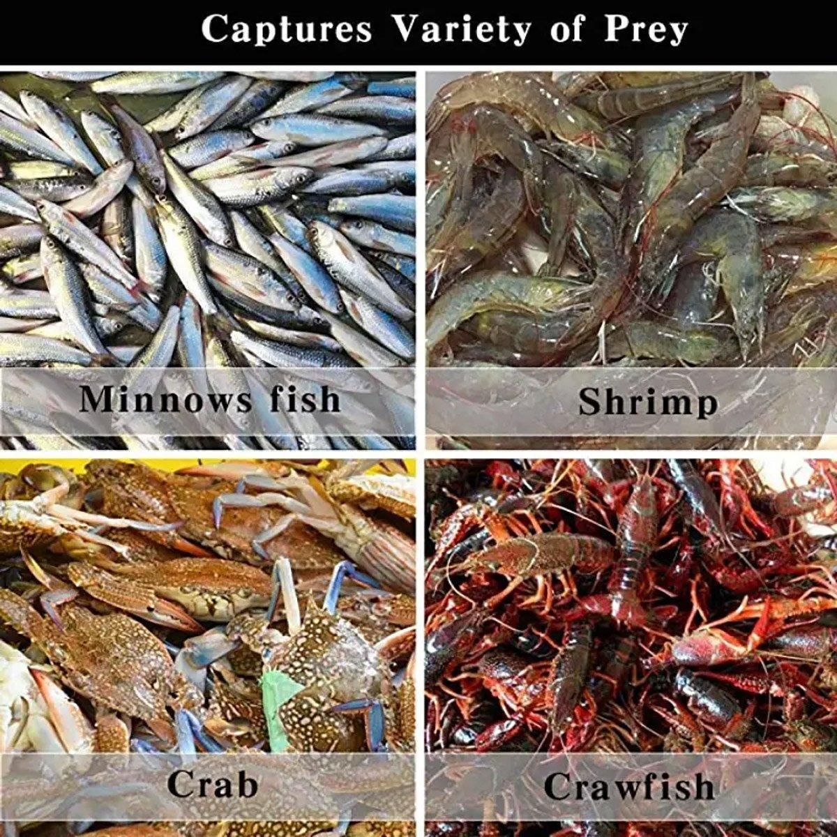 6/8/10 Holes Fishing Net Small Foldable Square Folding Shrimp Eel Lobster Trap - 10Holes