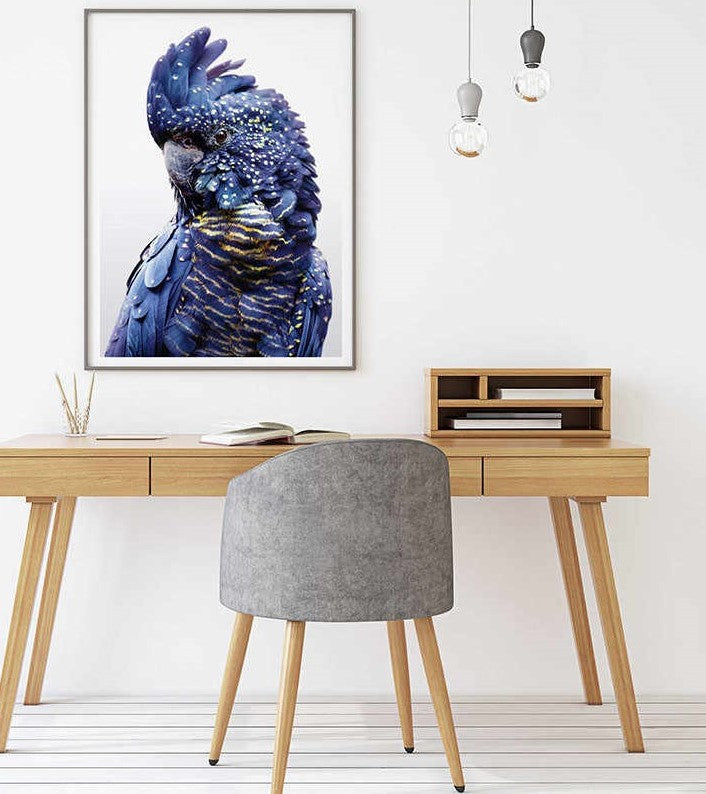 60cmx90cm-black-cockatoo-a-black-frame-canvas-wall-art at www.mallsonline.com.au