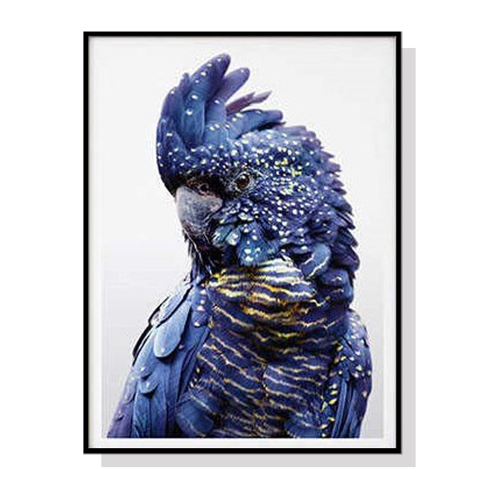 60cmx90cm-black-cockatoo-a-black-frame-canvas-wall-art at www.mallsonline.com.au