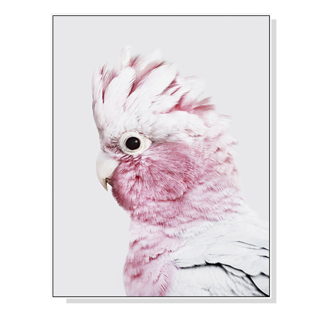 Wall Art 80cmx120cm Pink Galah White Frame Canvas